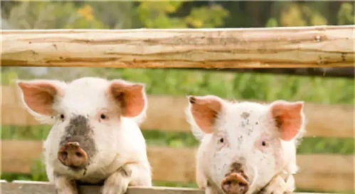 飼養密度對豬群健康與豬舍環境的影響