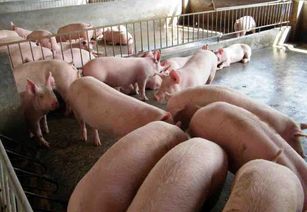 廣西興賓區(qū)畜牧水產(chǎn)部門5人因生豬檢疫失職被立案調查